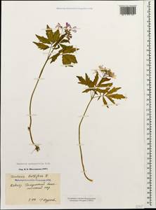 Сердечник пятилистный (M.Bieb.) Schmalh., Кавказ, Грузия (K4) (Грузия)