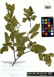 Ulmus davidiana var. japonica (Rehder) Nakai, Сибирь, Прибайкалье и Забайкалье (S4) (Россия)