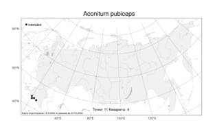 Aconitum pubiceps, Борец опушенный (Rupr.) Trautv., Атлас флоры России (FLORUS) (Россия)