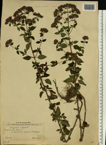 Душица обыкновенная L., Восточная Европа, Западно-Украинский район (E13) (Украина)