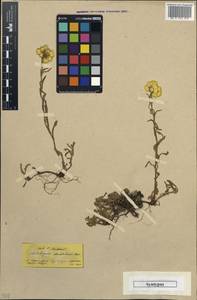 Helichrysum plicatum subsp. plicatum, Зарубежная Азия (ASIA) (Турция)