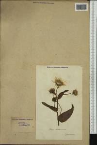 Crepis pyrenaica (L.) Greuter, Западная Европа (EUR) (Швейцария)