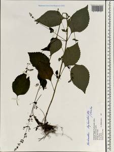 Isodon lophanthoides (Buch.-Ham. ex D.Don) H.Hara, Зарубежная Азия (ASIA) (Непал)