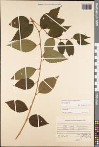 Pouzolzia sanguinea (Blume) Merr., Зарубежная Азия (ASIA) (Вьетнам)