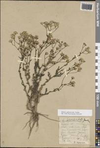 Якобея Андржейовского (Tzvelev) B.Nord., Восточная Европа, Нижневолжский район (E9) (Россия)