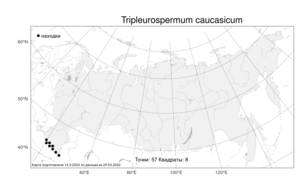 Tripleurospermum caucasicum, Трехреберник кавказский (Willd.) Hayek, Атлас флоры России (FLORUS) (Россия)