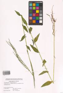 Башеница голая, Башенница гладкая, Вяжечка гладкая L., Восточная Европа, Центральный район (E4) (Россия)