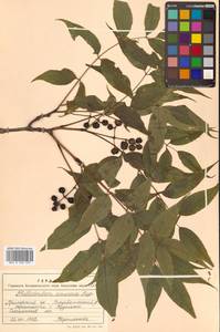 Бархат амурский Rupr., Сибирь, Дальний Восток (S6) (Россия)