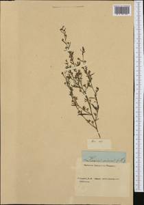 Chaenorhinum minus subsp. minus, Западная Европа (EUR) (Неизвестно)