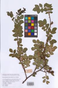 Шиповник почти-собачий (Christ) Dalla Torre & Sarnth., Восточная Европа, Московская область и Москва (E4a) (Россия)