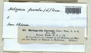 Metzgeria furcata (L.) Corda, Гербарий мохообразных, Мхи - Западная Европа (BEu) (Германия)
