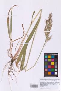 Sorghum bicolor notho subsp. drummondii (Nees ex Steud.) de Wet ex Davidse, Восточная Европа, Московская область и Москва (E4a) (Россия)