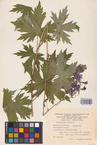 Живокость высокая L., Восточная Европа, Восточный район (E10) (Россия)