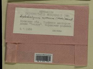 Leptodictyum riparium (Hedw.) Warnst., Гербарий мохообразных, Мхи - Центральное Нечерноземье (B6) (Россия)