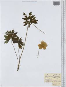 Ветреница лесная L., Восточная Европа, Московская область и Москва (E4a) (Россия)