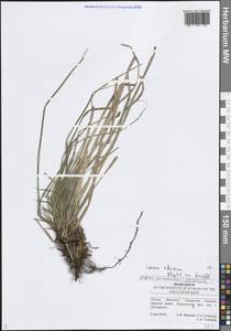 Осока корневищная Blytt ex Lindblom, Восточная Европа, Средневолжский район (E8) (Россия)