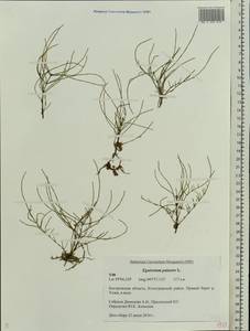 Хвощ болотный L., Восточная Европа, Центральный лесной район (E5) (Россия)