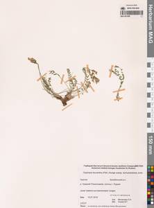 Остролодочник белоцветковый чукотский Jurtzev, Сибирь, Чукотка и Камчатка (S7) (Россия)