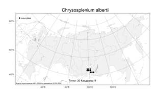 Chrysosplenium albertii Malyschev, Атлас флоры России (FLORUS) (Россия)