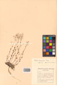 Крупка монгольская Turcz., Сибирь, Дальний Восток (S6) (Россия)
