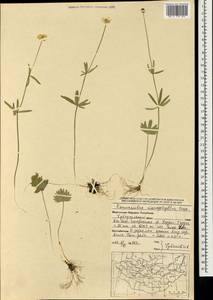 Лютик однолистный Ovcz., Монголия (MONG) (Монголия)