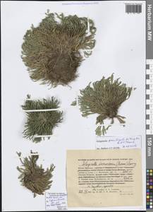 Selaginella graniticola Jie Yang bis & X.C.Zhang, Сибирь, Дальний Восток (S6) (Россия)