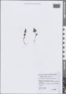 Эльсгольция реснитчатая (Thunb.) Hyl., Сибирь, Прибайкалье и Забайкалье (S4) (Россия)