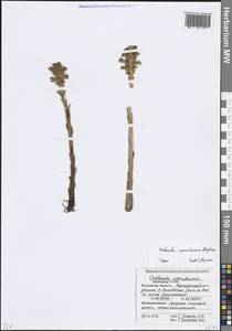 Заразиха синеватая Stephan, Восточная Европа, Ростовская область (E12a) (Россия)