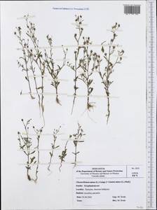 Chaenorhinum minus subsp. minus, Западная Европа (EUR) (Польша)