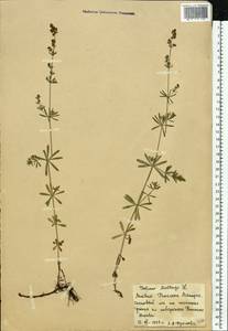 Подмаренник мягкий L., Восточная Европа, Латвия (E2b) (Латвия)