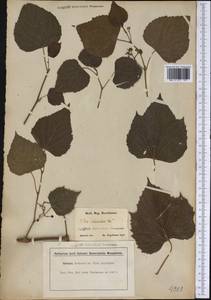 Ampelopsis cordata Michx., Америка (AMER) (США)