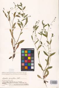 MHA 0 153 405, Незабудка редкоцветковая J.C.Mikan ex Pohl, Восточная Европа, Нижневолжский район (E9) (Россия)