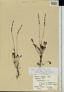Drosera ×obovata Mert. & W. D. J. Koch, Восточная Европа, Центральный район (E4) (Россия)