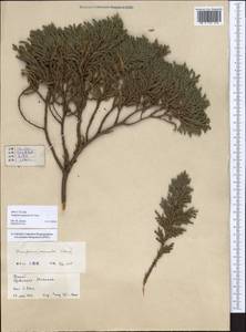 Juniperus squamata Buch.-Ham. ex D. Don, Зарубежная Азия (ASIA) (КНР)
