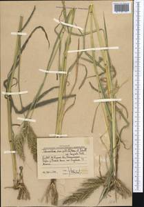 Ежовник обыкновенный, Куриное просо (L.) P.Beauv., Средняя Азия и Казахстан, Западный Тянь-Шань и Каратау (M3) (Узбекистан)