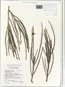 Cytisus supranubius (L.f.)Kuntze, Африка (AFR) (Испания)