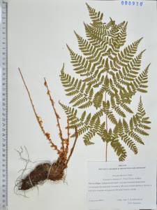 Щитовник распростертый (C.Presl) Fraser-Jenk. & Jermy, Сибирь, Дальний Восток (S6) (Россия)