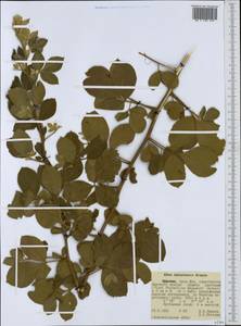 Searsia natalensis (Bernh. ex Krauss) F. A. Barkley, Африка (AFR) (Эфиопия)