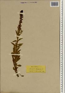 Lysimachia atropurpurea L., Зарубежная Азия (ASIA) (Турция)