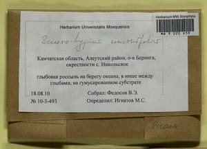 Sciuro-hypnum uncinifolium (Broth. & Paris) Ochyra & Żarnowiec, Гербарий мохообразных, Мхи - Чукотка и Камчатка (B21) (Россия)