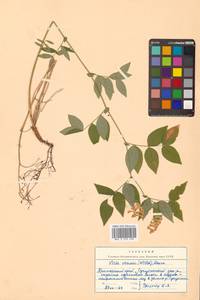 Горошек разветвленный (Maxim.) Ohwi, Сибирь, Дальний Восток (S6) (Россия)