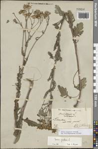 Якобея ферганская (Schischk.) B.Nord., Восточная Европа, Северо-Украинский район (E11) (Украина)