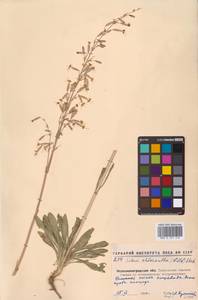 Смолевка зеленоцветковая (Willd.) Ehrh., Восточная Европа, Северо-Украинский район (E11) (Украина)