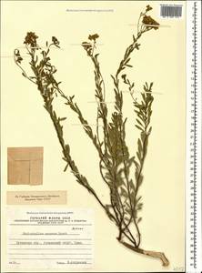 Haplophyllum armenum Spach, Кавказ, Турецкий Кавказ (K7) (Турция)