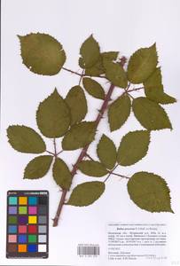 Rubus procerus P.J.Müll. ex Boulay, Восточная Европа, Московская область и Москва (E4a) (Россия)