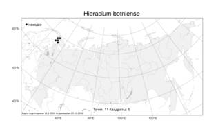 Hieracium botniense Brenner, Атлас флоры России (FLORUS) (Россия)