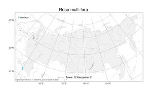 Rosa multiflora, Шиповник многоцветковый Thunb., Атлас флоры России (FLORUS) (Россия)