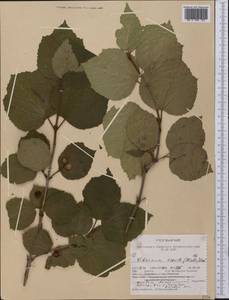 Viburnum edule (Michx.) Raf., Америка (AMER) (США)