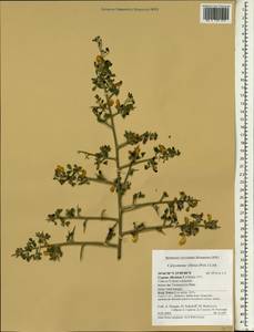 Calicotome villosa (Poir.)Link, Зарубежная Азия (ASIA) (Кипр)