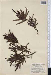 Comptonia peregrina (L.) Coult., Америка (AMER) (США)